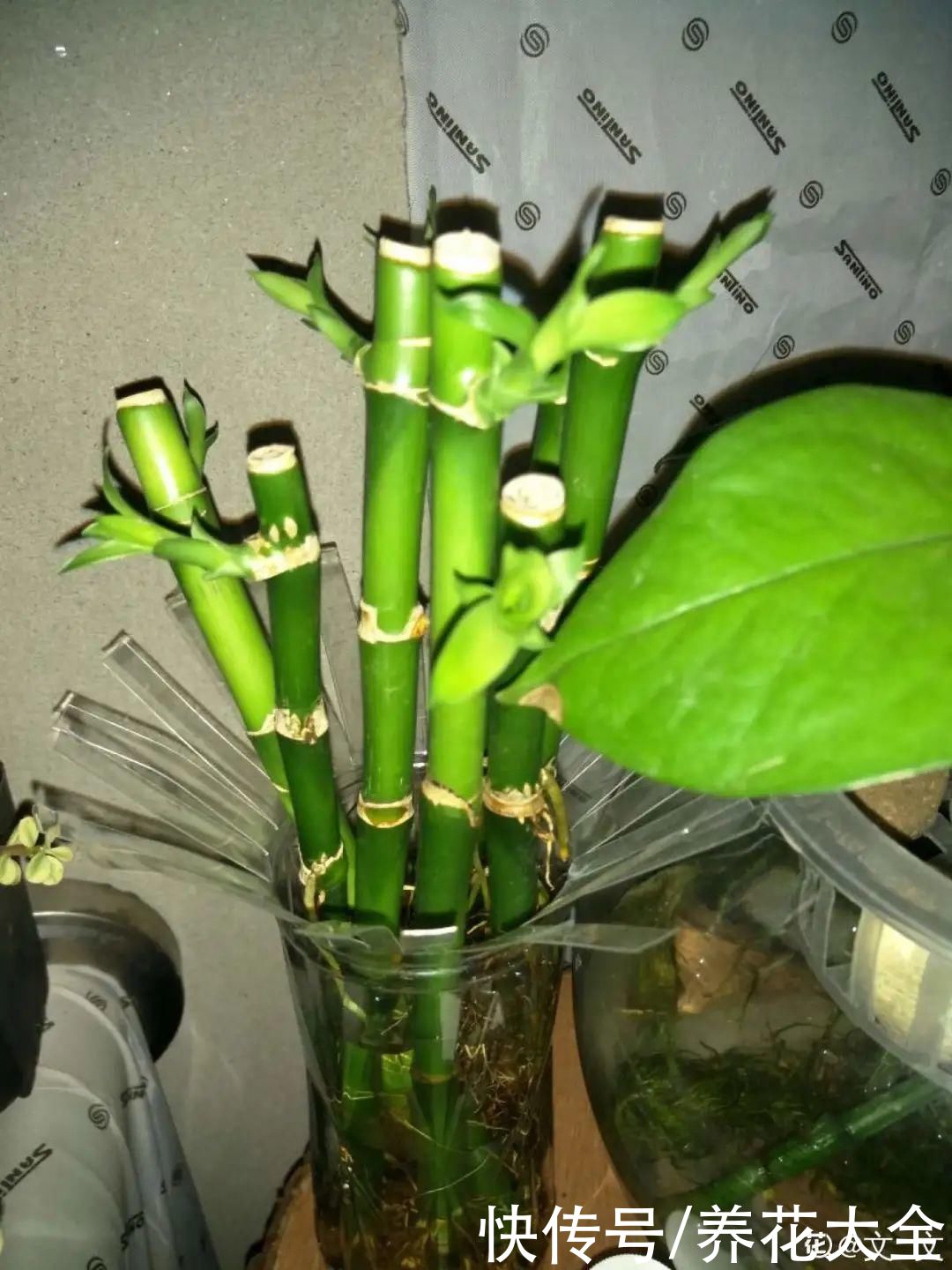 生根|6种花夏天扦插，枝条剁8段、撒土里，3岁小孩都能插活