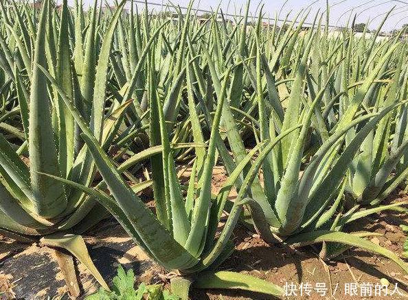 家中这植物除了食用,还有别的用处以下三大功能你都知道吗