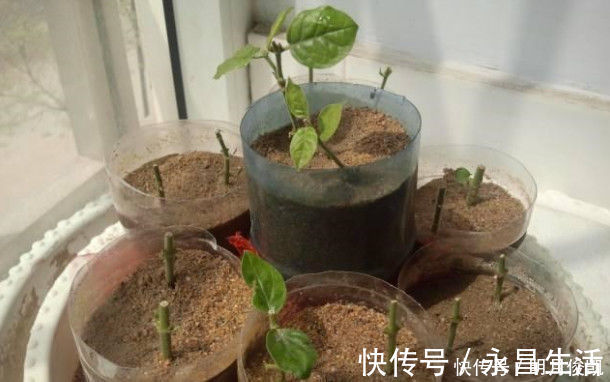 扦插|茉莉花最简单的繁殖方法，一个枝条就可以繁殖几棵，一学就会