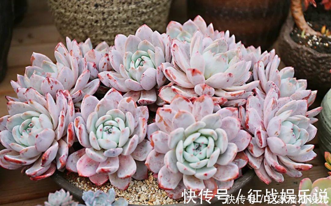 关键|想要养好多肉,这4个方面绝对是关键,冬天更要注意