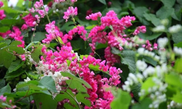 养花试试这几款，花香极佳条件适宜无论什么季节都能开花