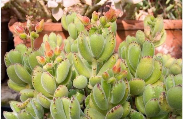 夏天养多肉,除了浇水、光照,有“一点”更重要,叶片美、状态好