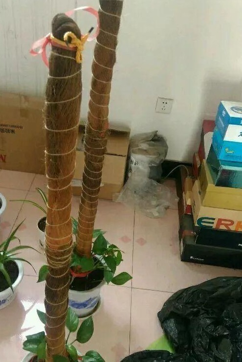 婆婆在家用绳子养绿萝，全家人都笑话，结果家里变成绿森林