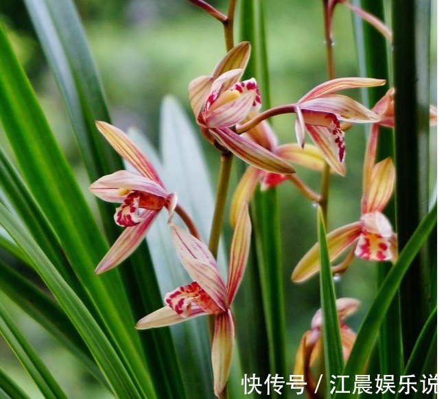 老花农养兰花,用3种植料,兰花不烂根,芽蹭蹭冒,花呼呼开