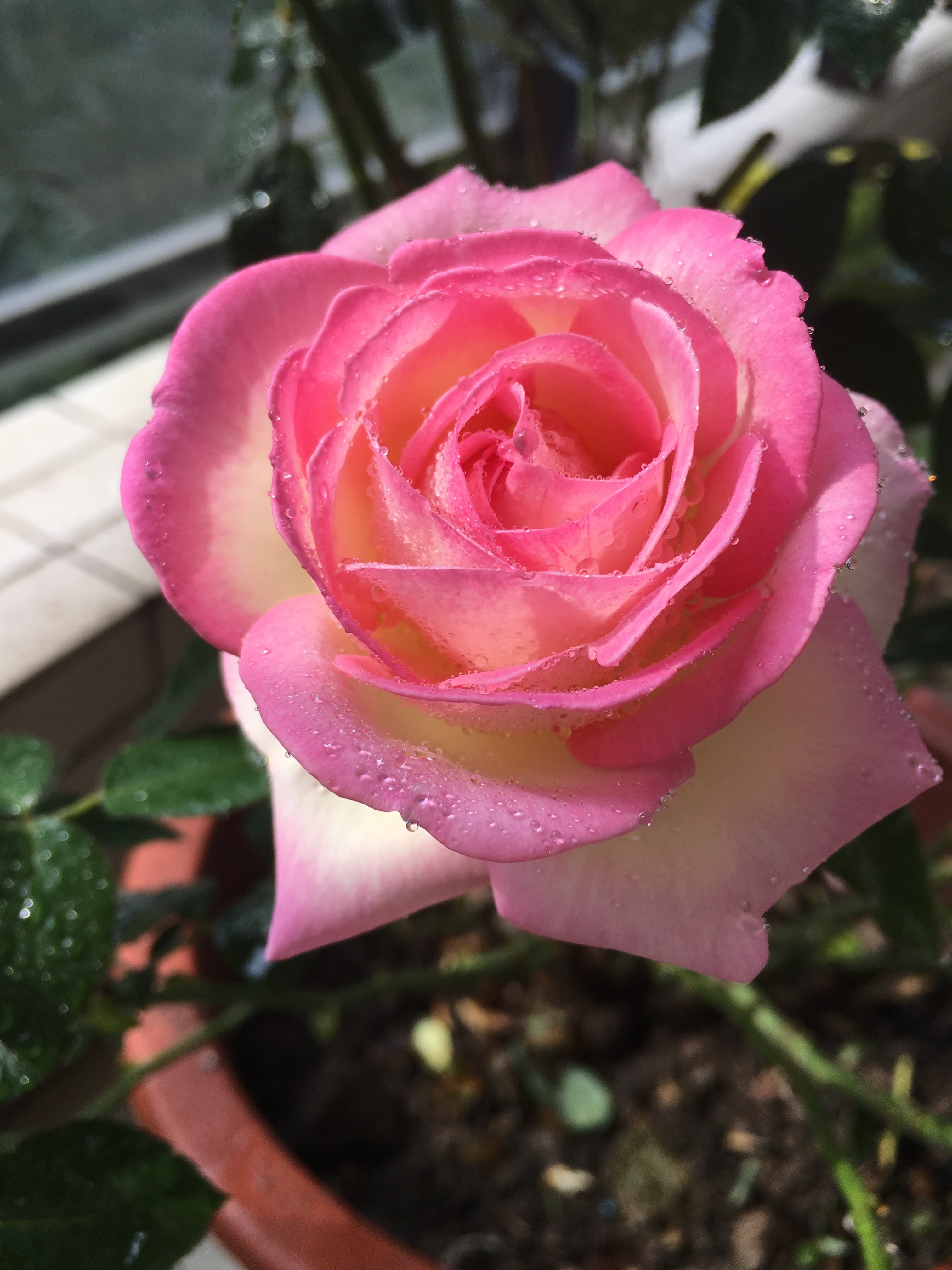 世界最美月季之一,花型完美,香气四溢,多季节开花,盆栽也可以