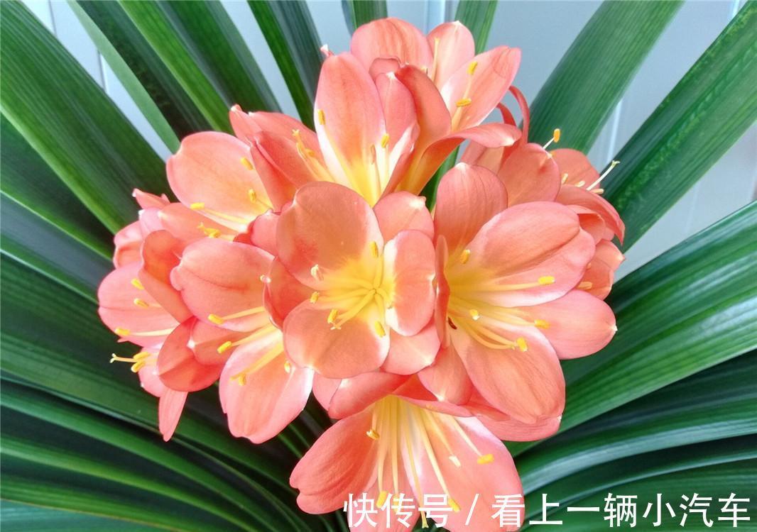 百花“珍品”君子兰，盆栽期间该注意什么？