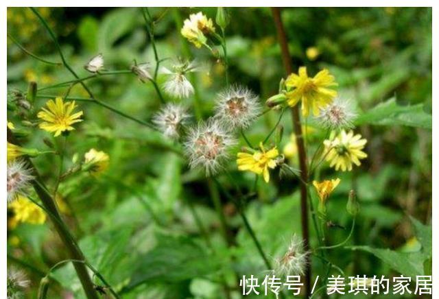 药材|农村这种“野草”，人称“还阳草”，遇见此花，一生喜乐无忧