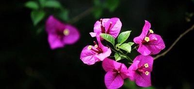 花器|我把三角梅催花的方法都写在这里了,求你们别再问为什么不开花了