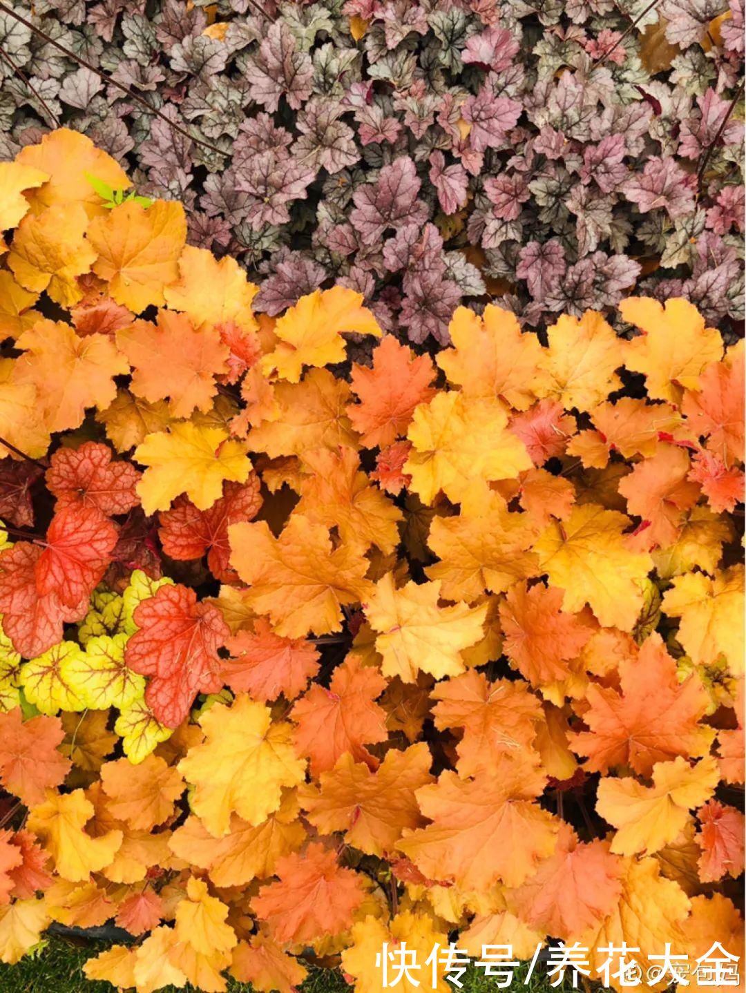 花苞|3种花，开花就会死，长花苞就赶紧剪掉