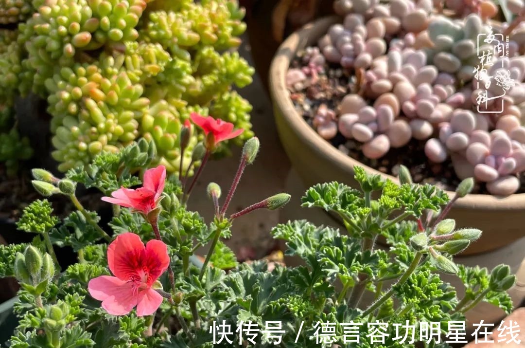 最美四月天,去杨姐的屋顶花园,赴一场花约!