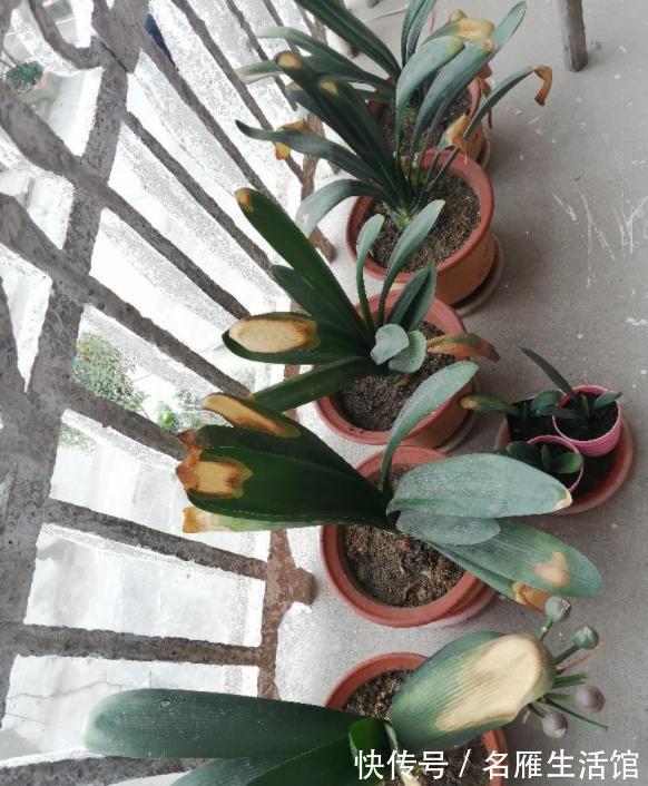 花盆|君子兰有“6忌”，难怪越养越“糟糕”，新手看了可规避
