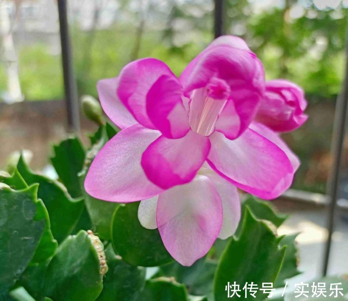 花苞|蟹爪兰长出这种叶子,立马掰掉它,嗖嗖冒花苞!