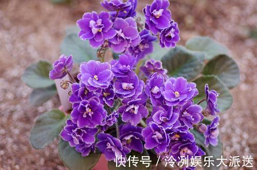 浇水|这2种花花期长又好养，光照不足也不影响，美化环境陶冶心情