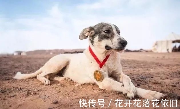 主辦方|奔跑在撒哈拉沙漠地獄馬拉松的一只狗