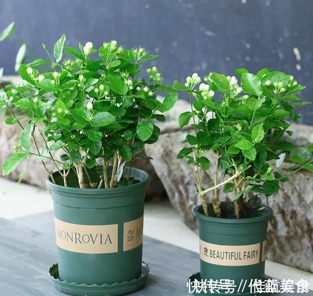 发黄|茉莉出现特殊“黄叶”,用“特殊”液体浇,一浇就发绿花朵呼呼冒