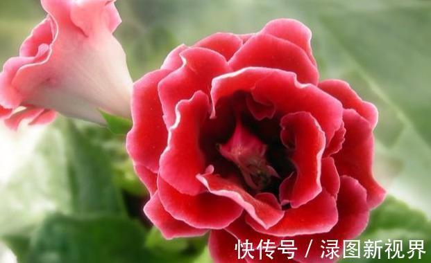 羊粪蛋|不是“牡丹”胜牡丹,养殖方法简单,家里养两盆,花大色艳真好看