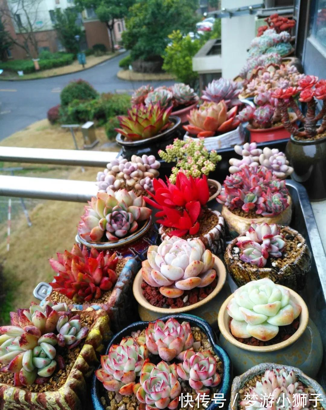 多肉冬天休眠状态不好,只要保证这两点,反而可能更美艳