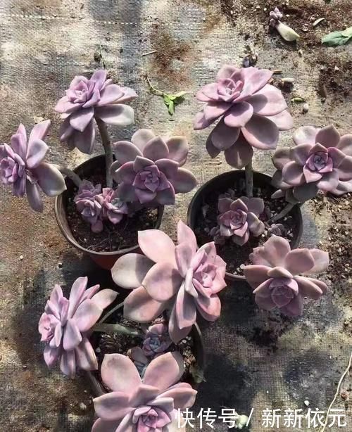 紫乐真好养，价格真便宜，零下5度冻不死，1年长成悬崖桩