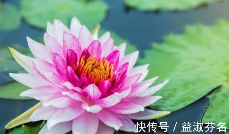 牡丹牡丹花|阳台养花,不妨养这4款植物,堪称是开花机器,养在阳台极美了