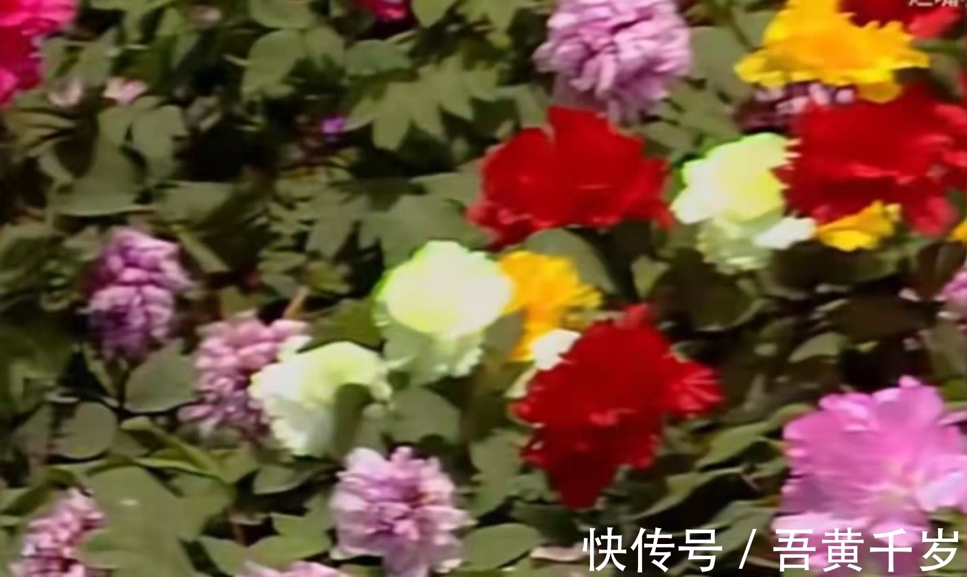 新版@没有对比就没有伤害,一个简单的睡姿,看两版《红楼梦》的差距