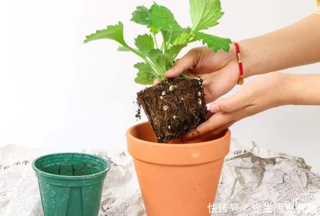 比月季还美的花,开花一大把,秋天正是欣赏季节!