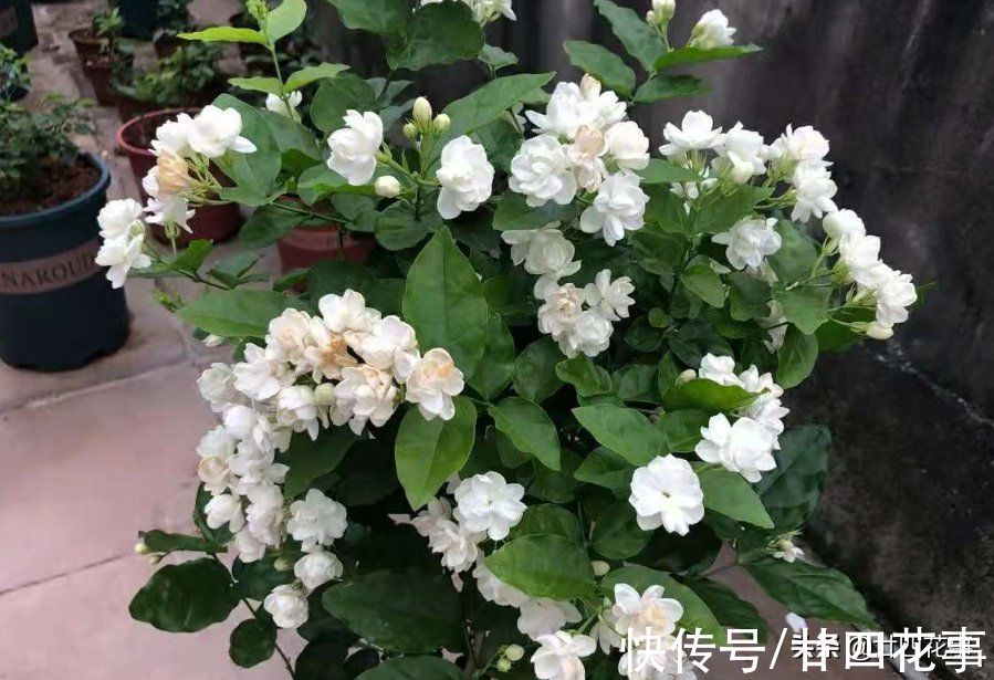 入冬后养茉莉,要“保守静养”,遵守2个规矩,不注意开春收空盆