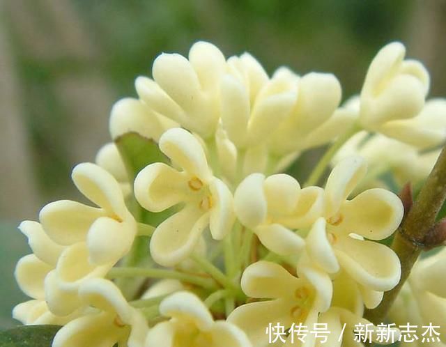 耐寒|夏天“最香”的花卉,比香水还好闻,四季花开,耐寒耐热还好养