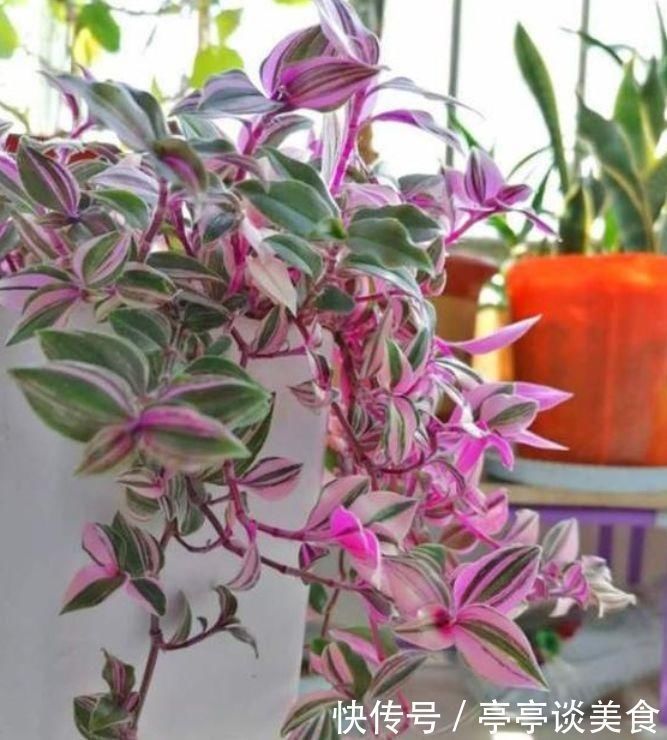 叶片|它是吊兰中的极品,姹紫嫣红、高端大气,养在客厅太上档次
