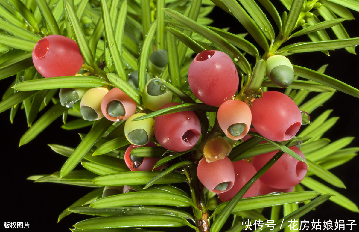 花盆|红豆杉叶片发黄掉落?选盆有技巧,注意这3个要点,美观又好养