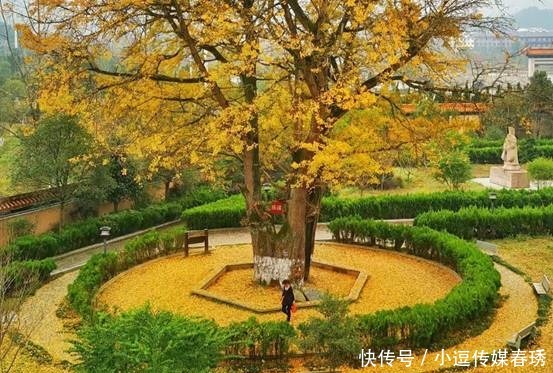 唐朝宰相在宁乡种了一棵银杏树 美了千年