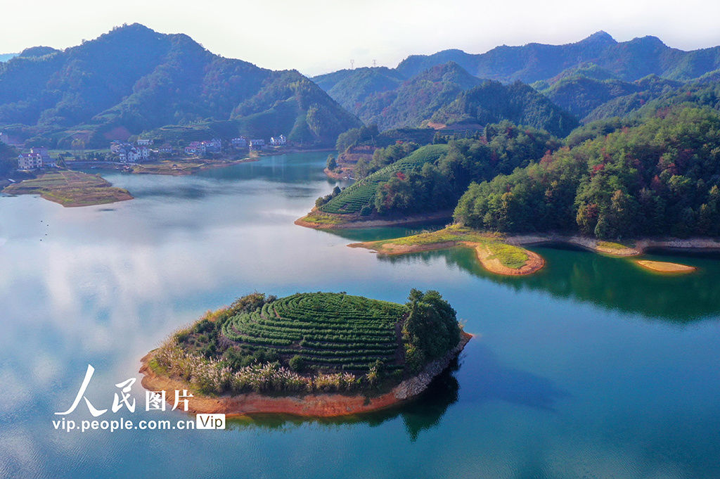 杨波|浙江淳安：金秋“湖上茶园”美如画