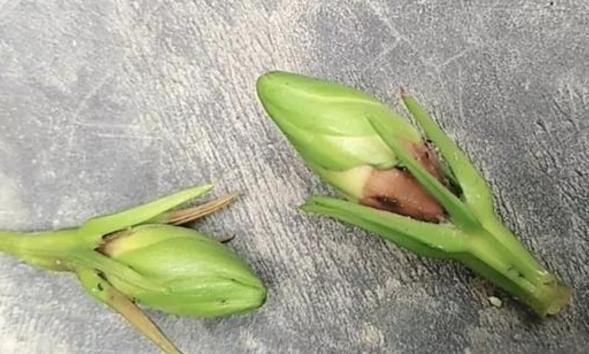 杜鹃花|月季花杜鹃花栀子花总是养不活教你一招,连开3个月!