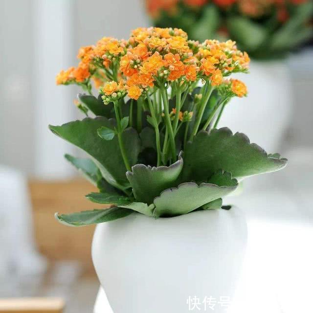 长寿花如何扦插,扦插长寿花需要注意什么