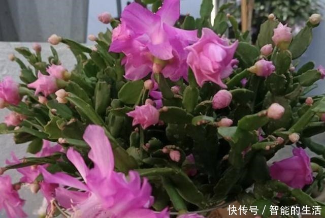 植株|天冷后养蟹爪兰，“2个雷区”别去碰，再冷也开花，花朵艳丽、美！