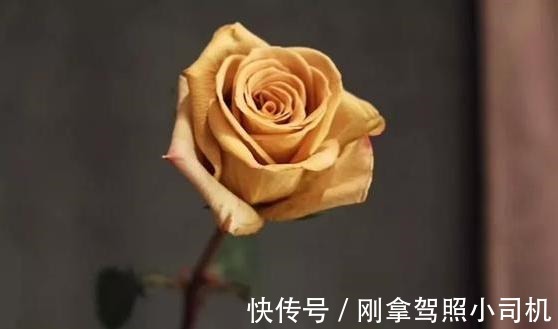 比较受欢迎的10款进口玫瑰花,一直都供不应求,你粉了吗