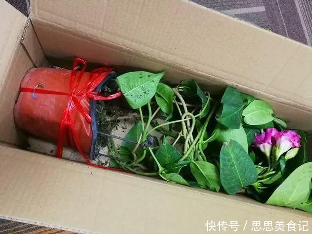这花一开就是大半年,枝条沾水就活,根比萝卜还粗