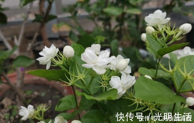 茉莉花|养茉莉花有5个常见问题,对于新手来说,避免才能花开不断不黄叶