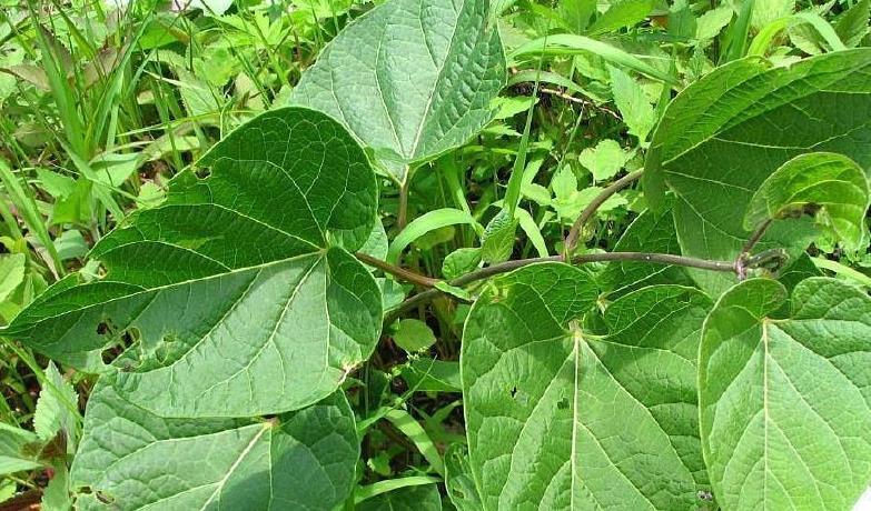 椿芽|农村常见的这七大野草,常吃清肺热,降三高,在城里吃不到!