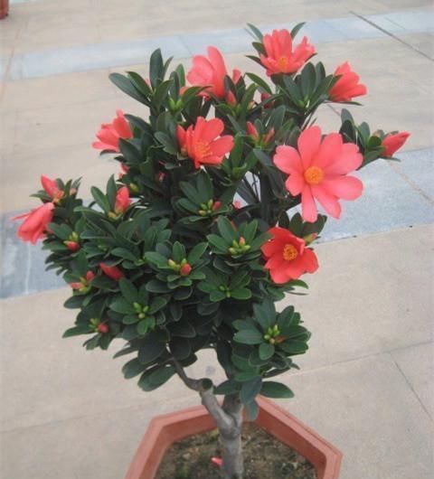 最“名贵”的茶花,花色艳丽,四季开花,已经被列为一级珍稀植物