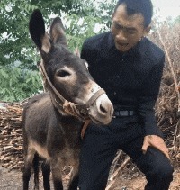 |搞笑GIF:今天运气挺好, 走着走着就捡到一个媳妇