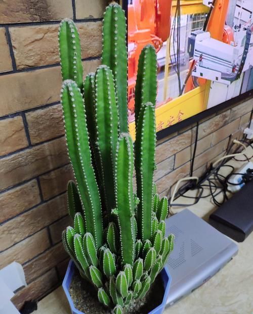 你的“万重山”个头小?看看大神们养得,个个要窜天去