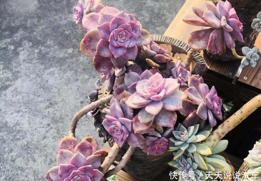 多肉疯长需要修剪吗?不需要,我们做到这几点多肉就能变美会