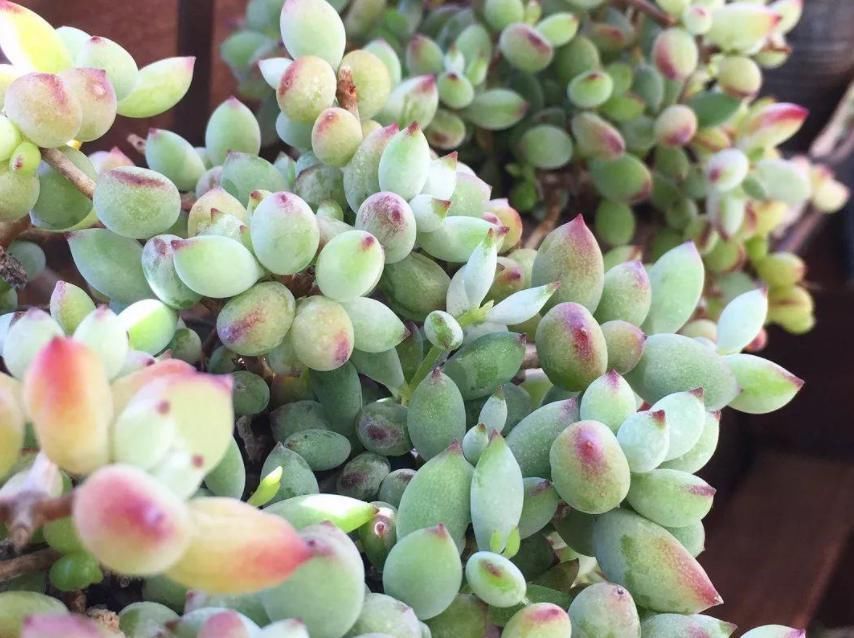 耐寒|这6种多肉可不耐冻,大冷天赶紧搬回家,冻伤了可救不活