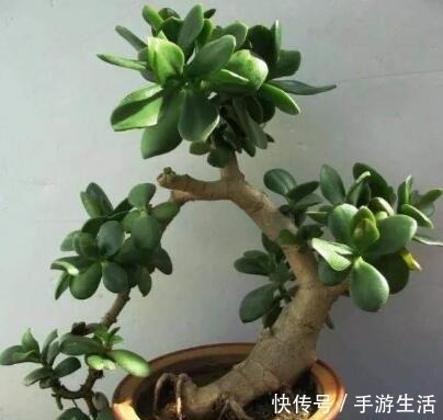 银杏树|明白人都养“3种树”,看着很“普通”,殊不知,越养越“值钱”!