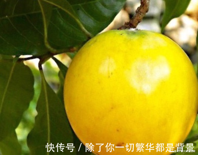 免疫调节|大自然的“补血果”找到了,女性多食,净化血液,防止妇科病