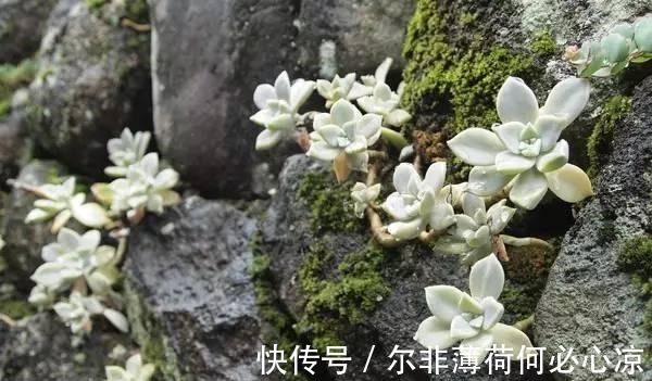 观音莲|适合养花新手的4种多肉植物, 很难养死且物美价廉