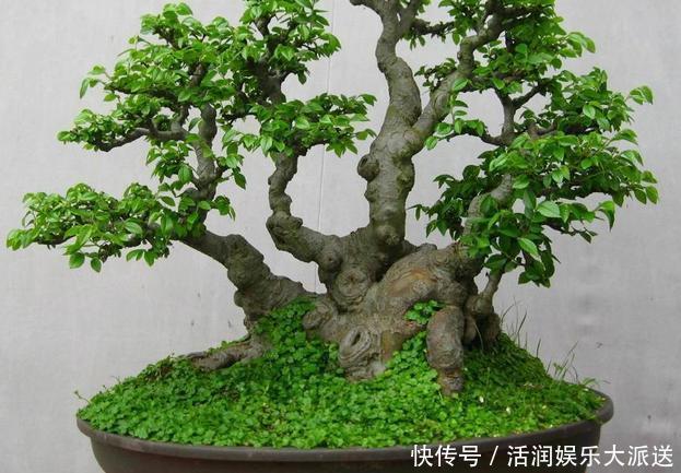 大动作|家养一盆枸骨盆景,叶片青翠风景好,从年头赏到年尾!