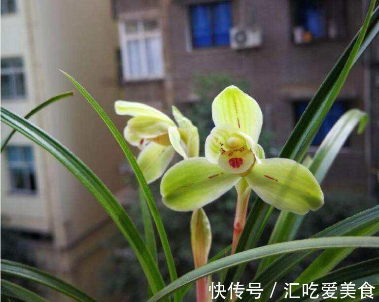 兰花发了芽一直不长,啥原因,咋解决