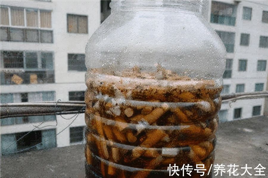 养花总得沾点"灰",花卉健康长势好,这下捡到宝了