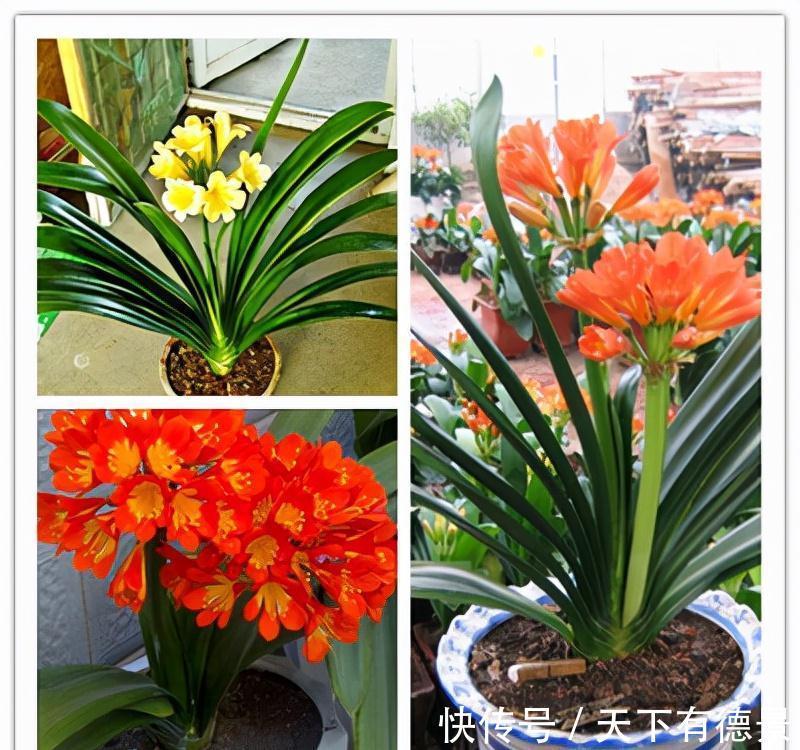 想要“养好”君子兰,建议改掉“3个坏习惯”,做对2件事